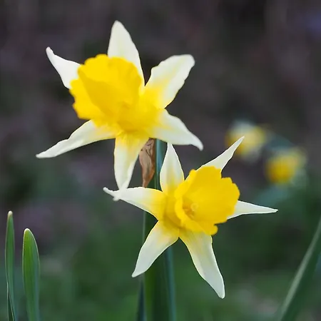 Planet Ancares Candín